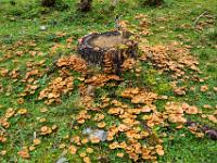 Ein Meer aus Pilzen umgibt einen Baumstumpf